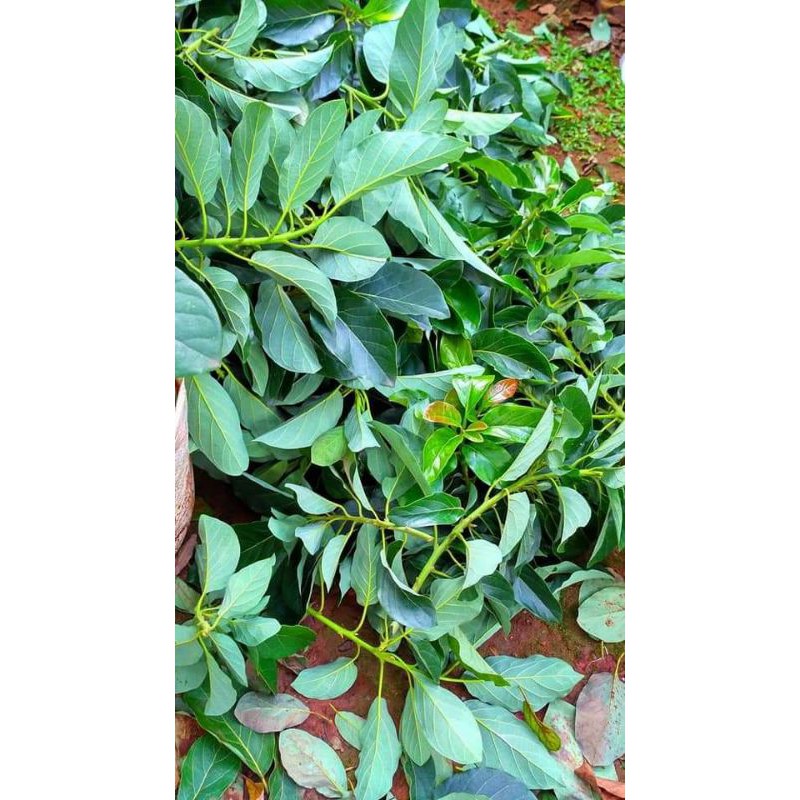 

daun alpukat segar 250grm