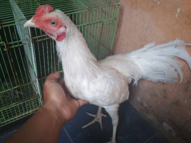 Ayam Jago Putih Psht - Ayam Info