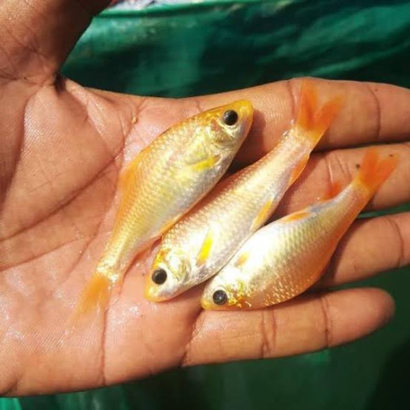 Ikan Nila Bangkok - Bibit Ikan Nila Bangkok - Nila Bangkok - Bibit Ikan - Bibit Nila - Nila Bangkok