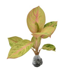 Aglaonema Bidadari