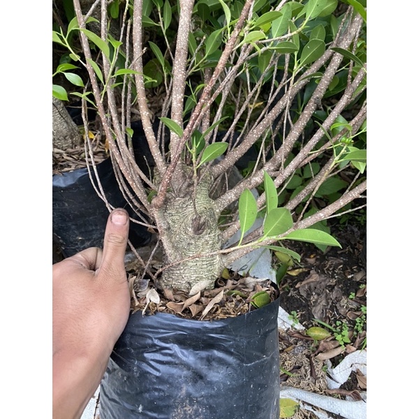 bahan bonsai ficus kimeng ficus microcarpa bonggol besar