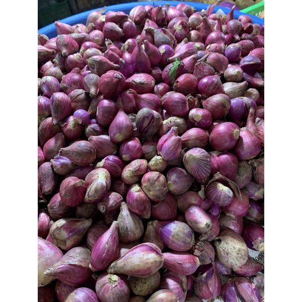 

BawangMerahBrebes
