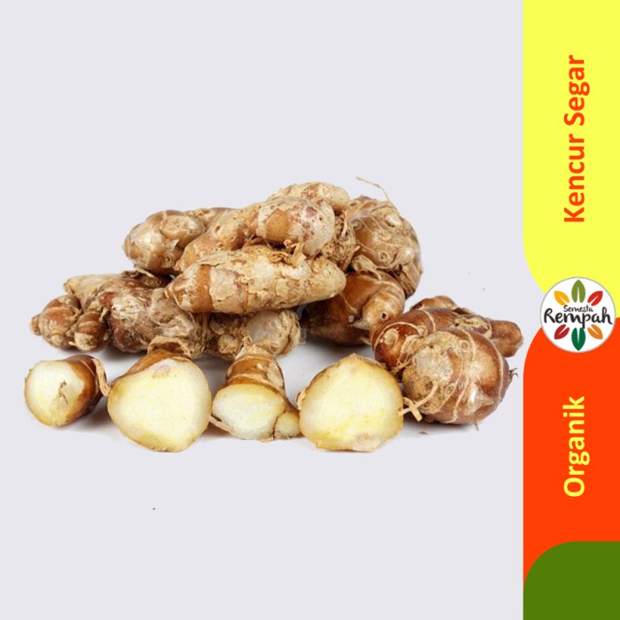 

Kencur Segar 100 gram - 1 kg murah bibit cikur