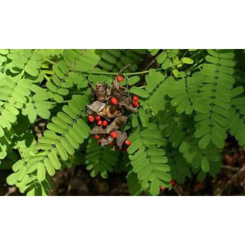 

daun saga fres per 200lembar