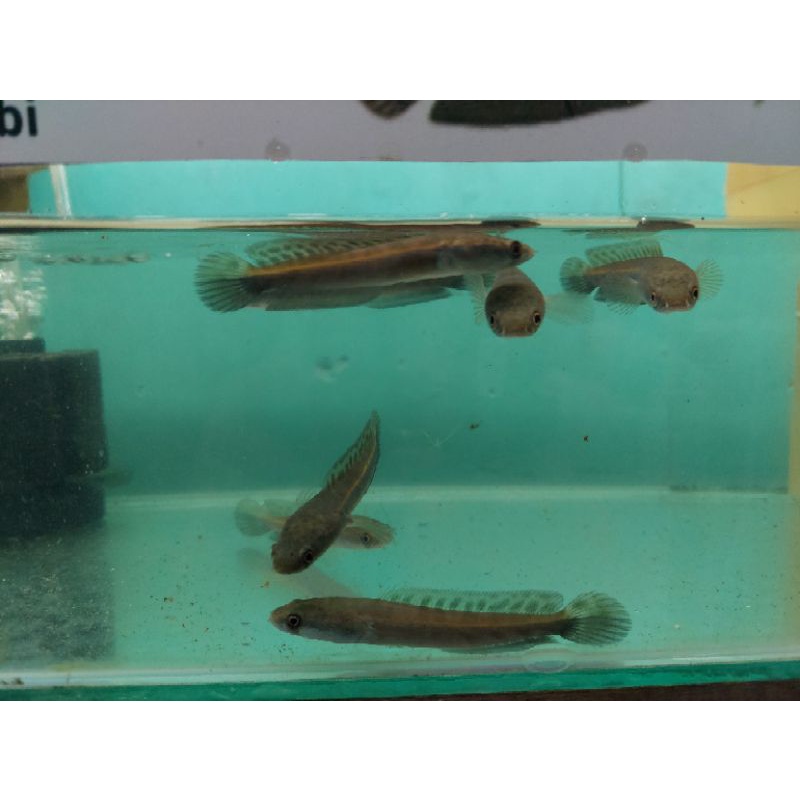 Channa Maru Jambi 9-10cm