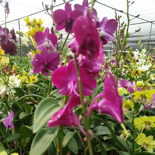 Anggrek dendrobium bunga ungu