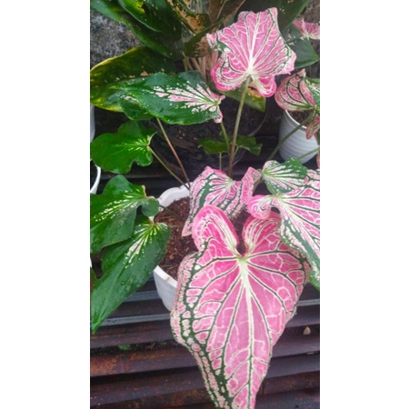 Keladi Wayang Dewasa(Sudah keluar Motif/ Batik)