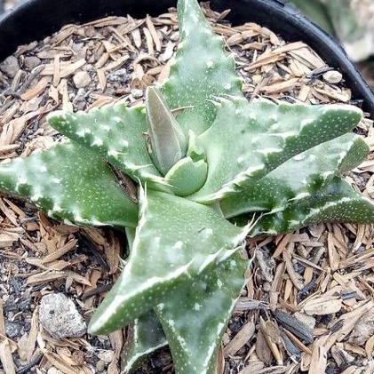 sekulen lancip hijau / sekulen import / sekulen unik