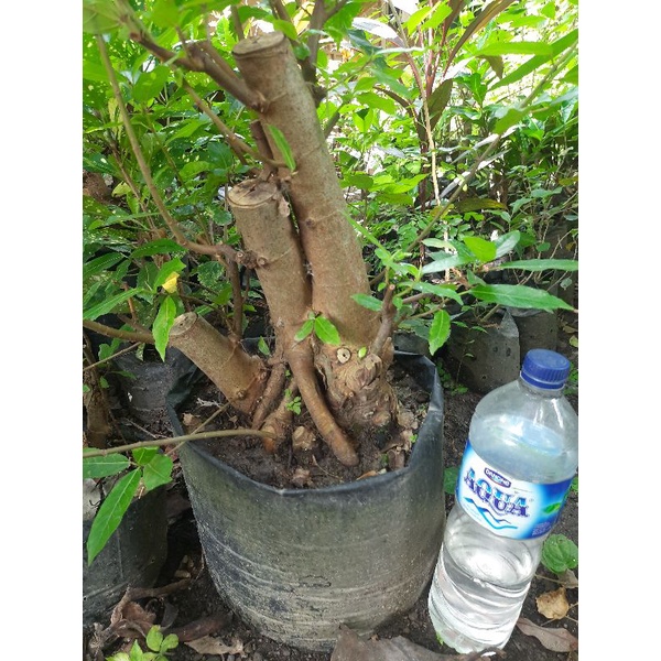 bahan bonsai loa raft original vicus racemosa.realpic