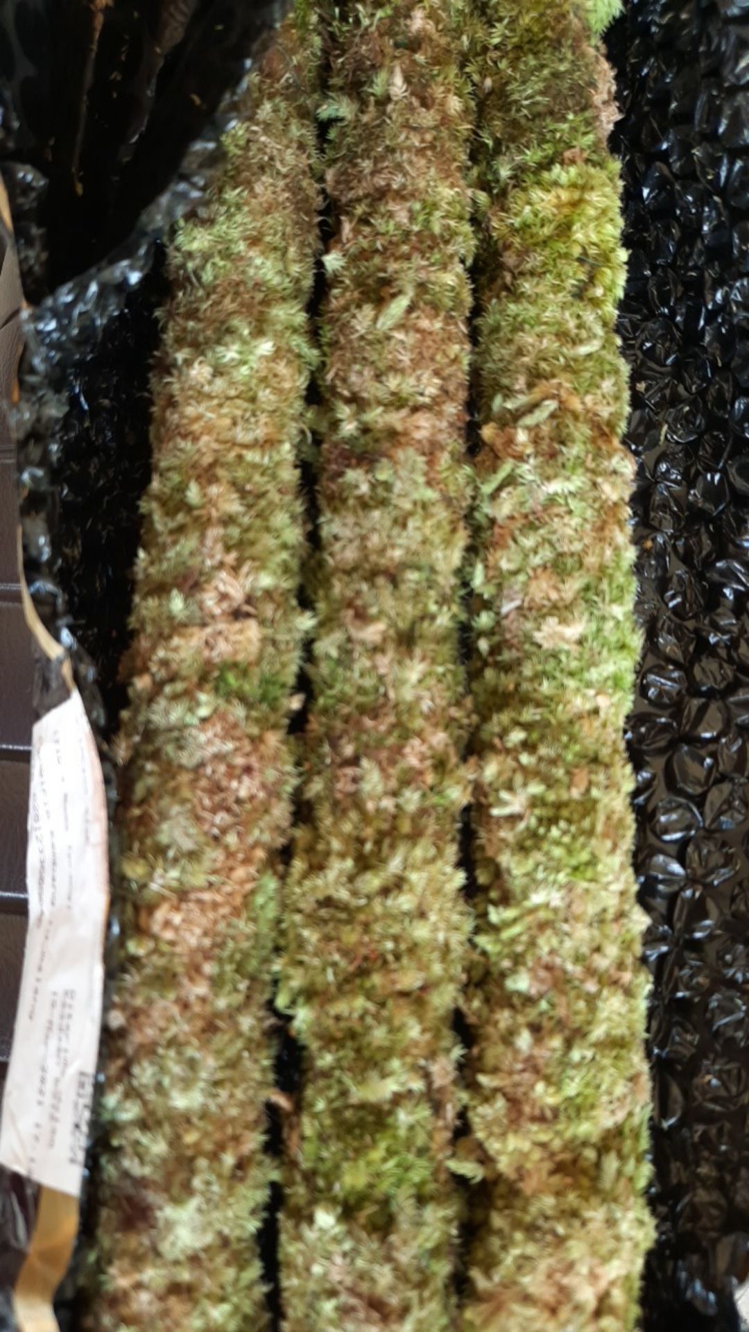 Turus Lumut 70cm Best Seller Harga Murah