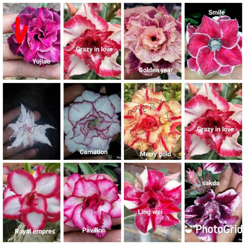 Adenium grafting bunga tumpuk