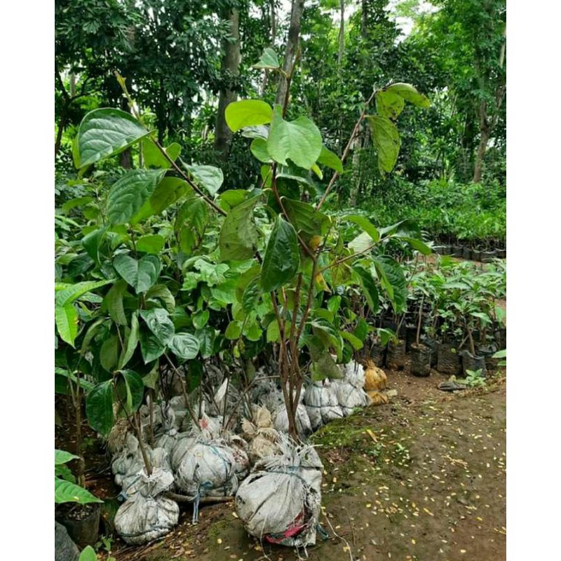 bibit kesemek cangkok