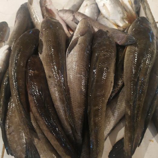 

Ikan Gabus Fresh / Frozen 1kg