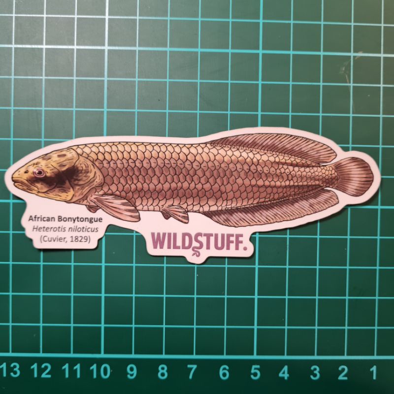 STICKER AROWANA NIL HETEROTIS NILOTICUS AFRICAN BONYTONGUE