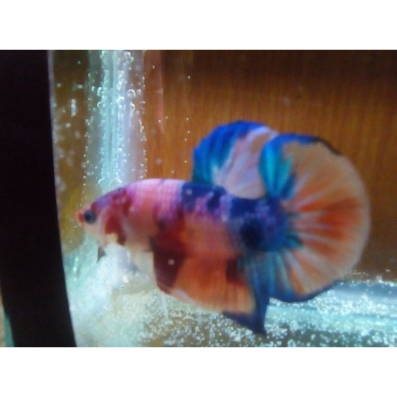 Cupang Nemo Multicolour