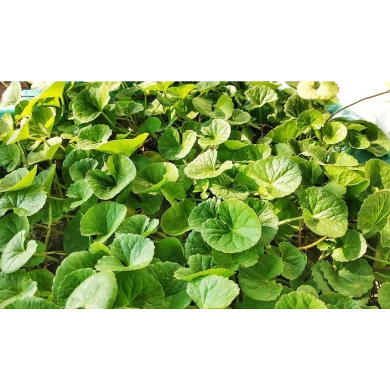 

Daun Pegagan Daun antanan segar 250gram Lalapan Daun Antanan