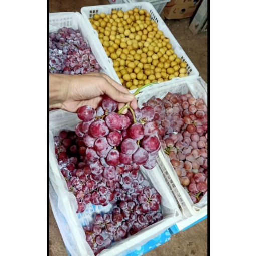 

anggur