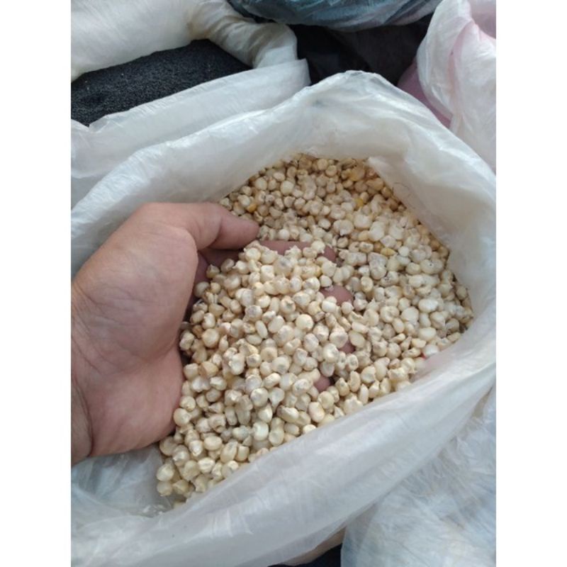

JAGUNG PUTIH KETAN/PULUT 1KG