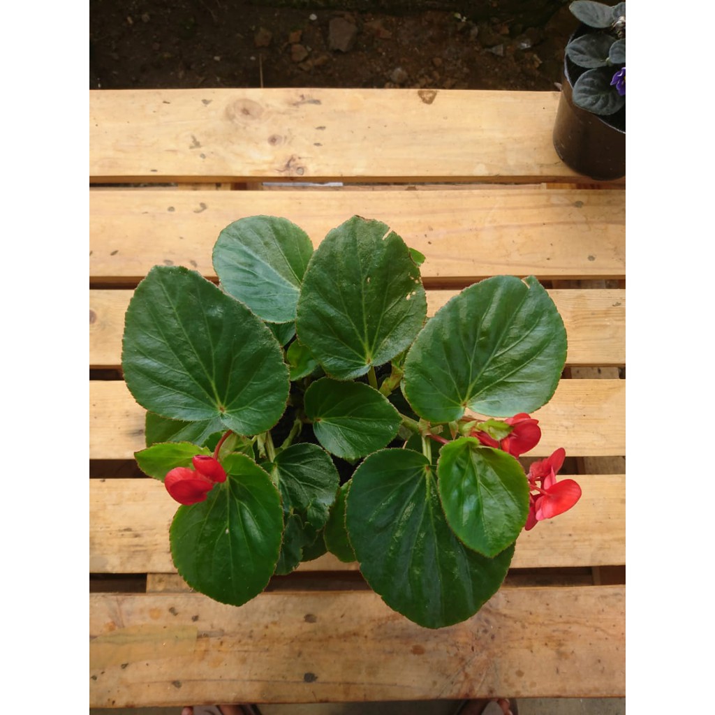 begonia jerman tanaman begonia jerman tanaman murah tanaman hias COD