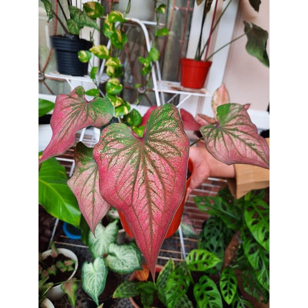 Caladium Infinity