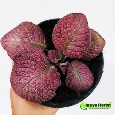 tanaman hias episcia strawberry