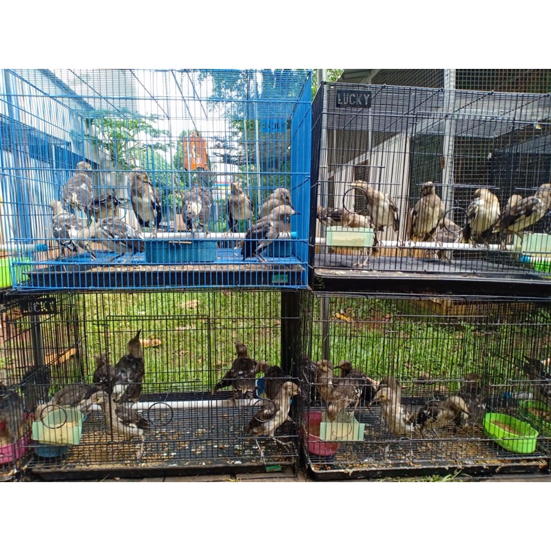 Burung Jalak Hongkong Anakan