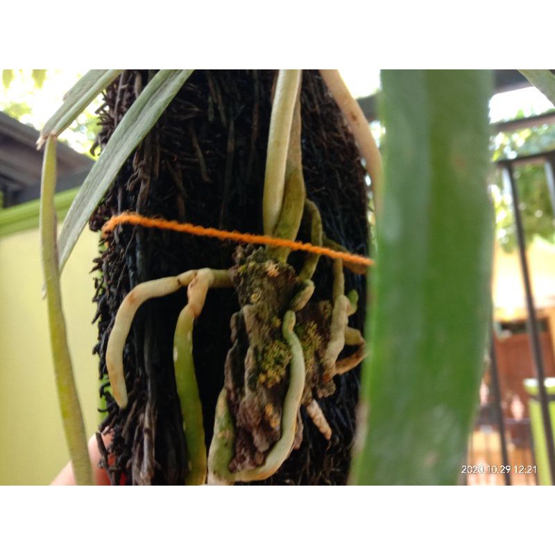 anggrek vanda limbata remaja