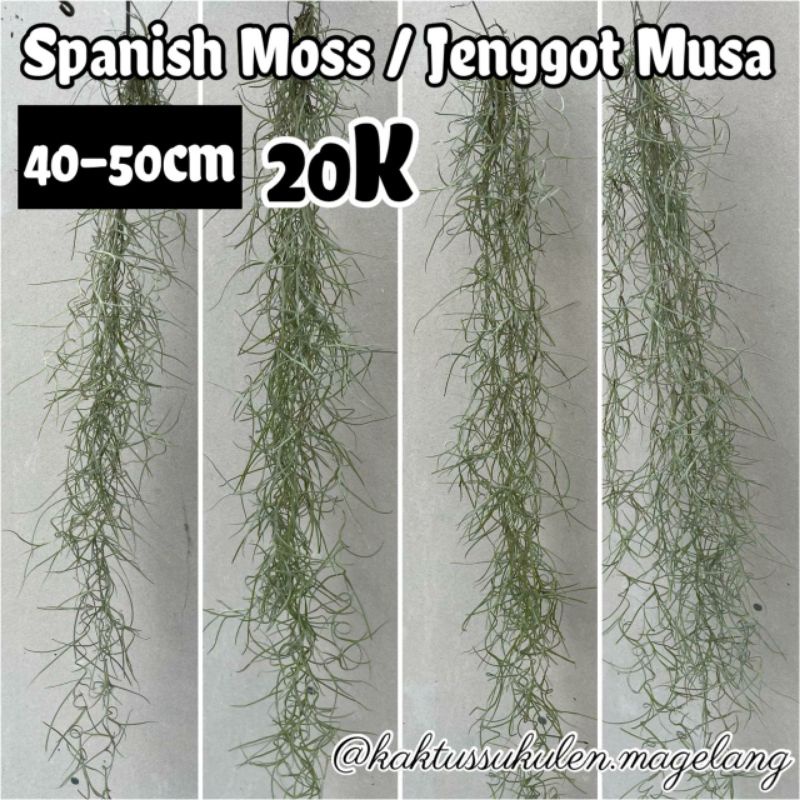 Tanaman Hias | Tanaman Udara | Tillandsia Usneioides | Spanish moss | Jenggot Nabi / Musa Kait 20K