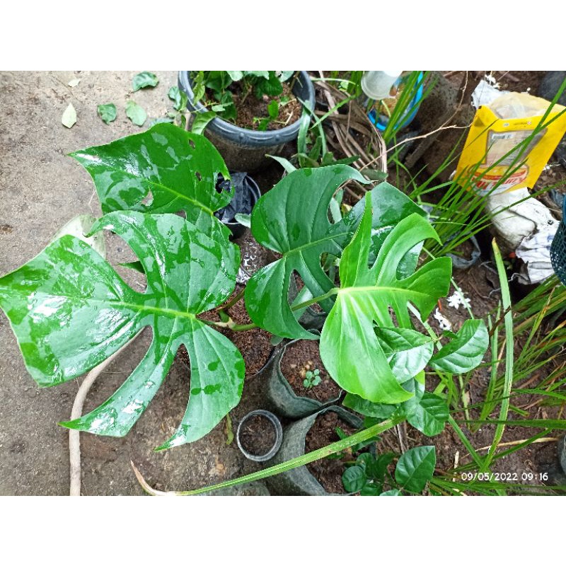 Monstera Delicosa