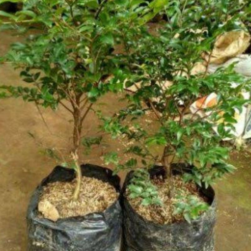 

murah bibit anggor pohon brazel