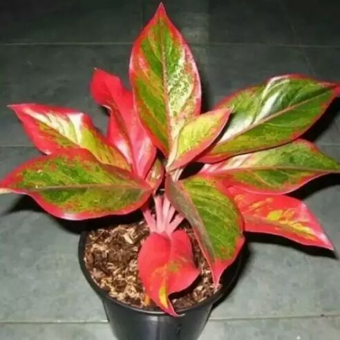tanaman hias aglo/aglonema lipstik/aglonema -Bunga Hidup-Tanaman Hidup-Bunga Hias MURAH