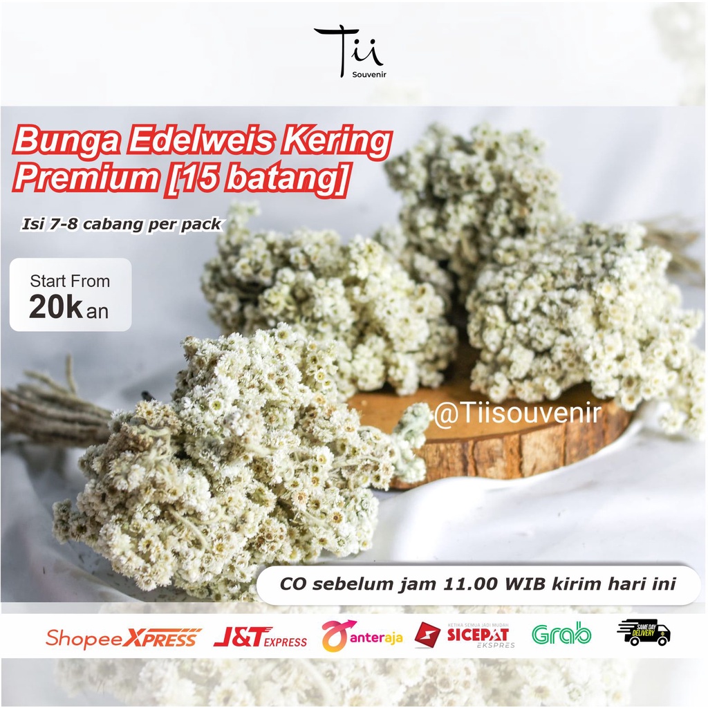 Bunga Edelweis Kering Premium [15 batang]