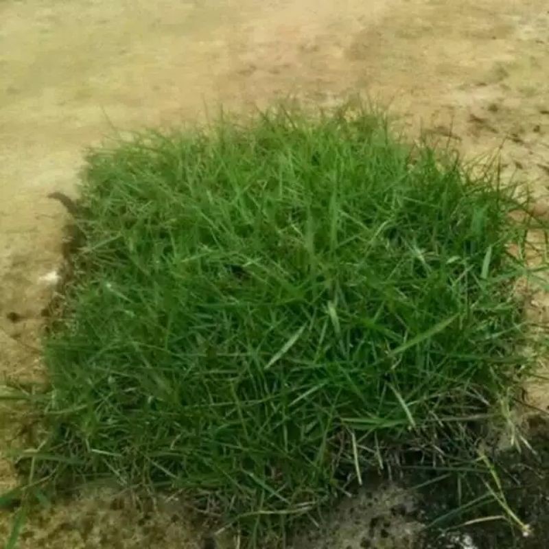 rumput hidup peking/rumput jepang,30cmx30cm