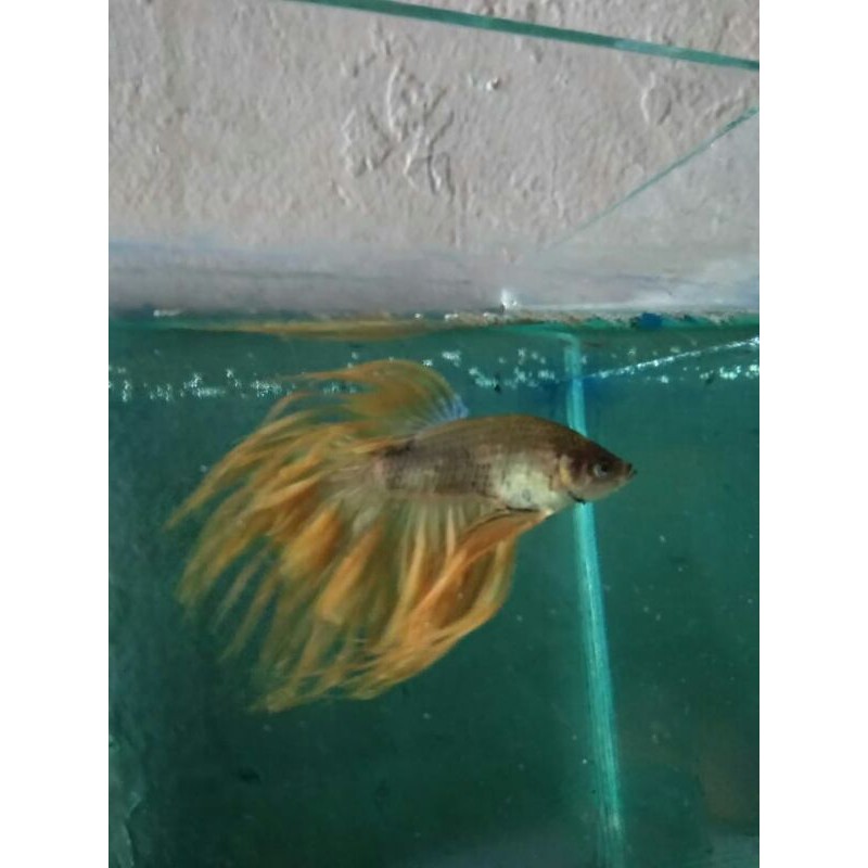 Cupang Hias Crown Tail (serit) Giant Yellow.