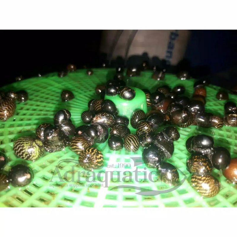 KEONG MACANDANG SIL ALGAETER ALGAE EATER AQUASCAPE