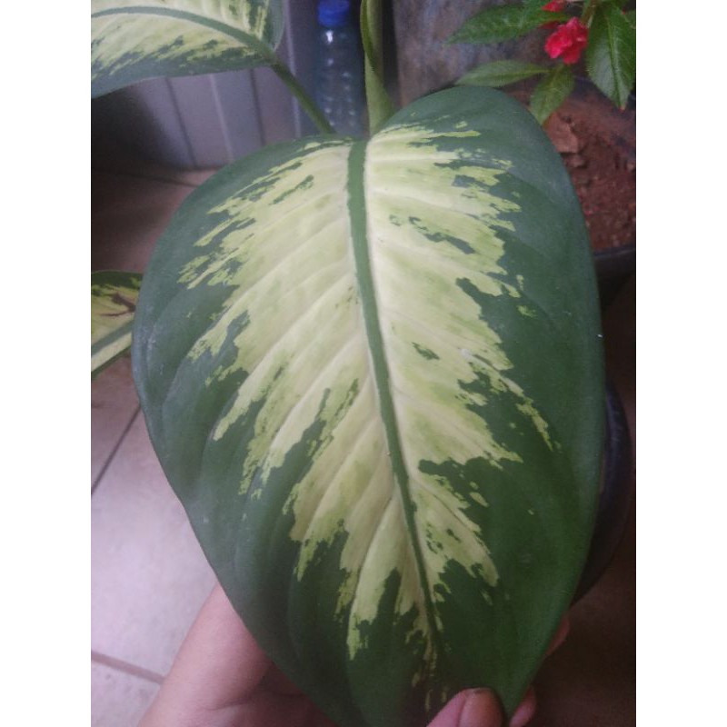 

dieffenbachia amoena