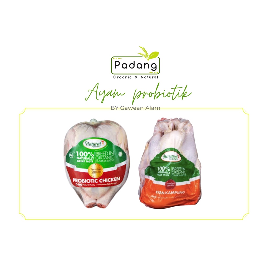 

Gawean Alam - Ayam Probiotik & Ayam Kampung Probiotik