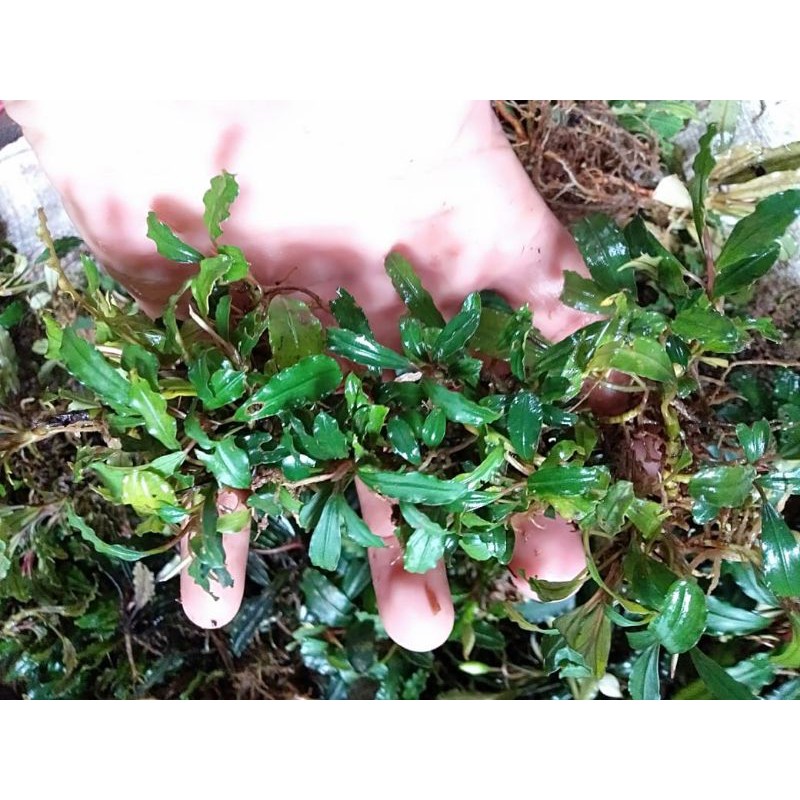 tanaman hias aquascape buce perkilo