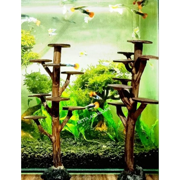 POHON BONSAI AQUASCAPE POHON PINUS SIZE 15CM/COD