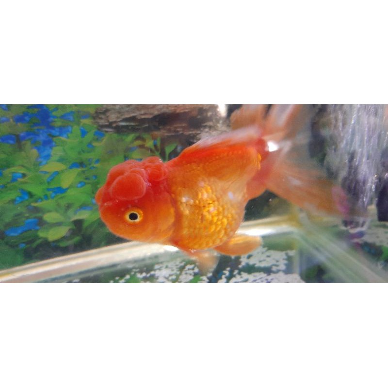 ikan koki oranda jambul merah
