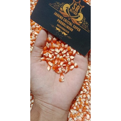 JAGUNG KRISTAL MERPATI 25kg