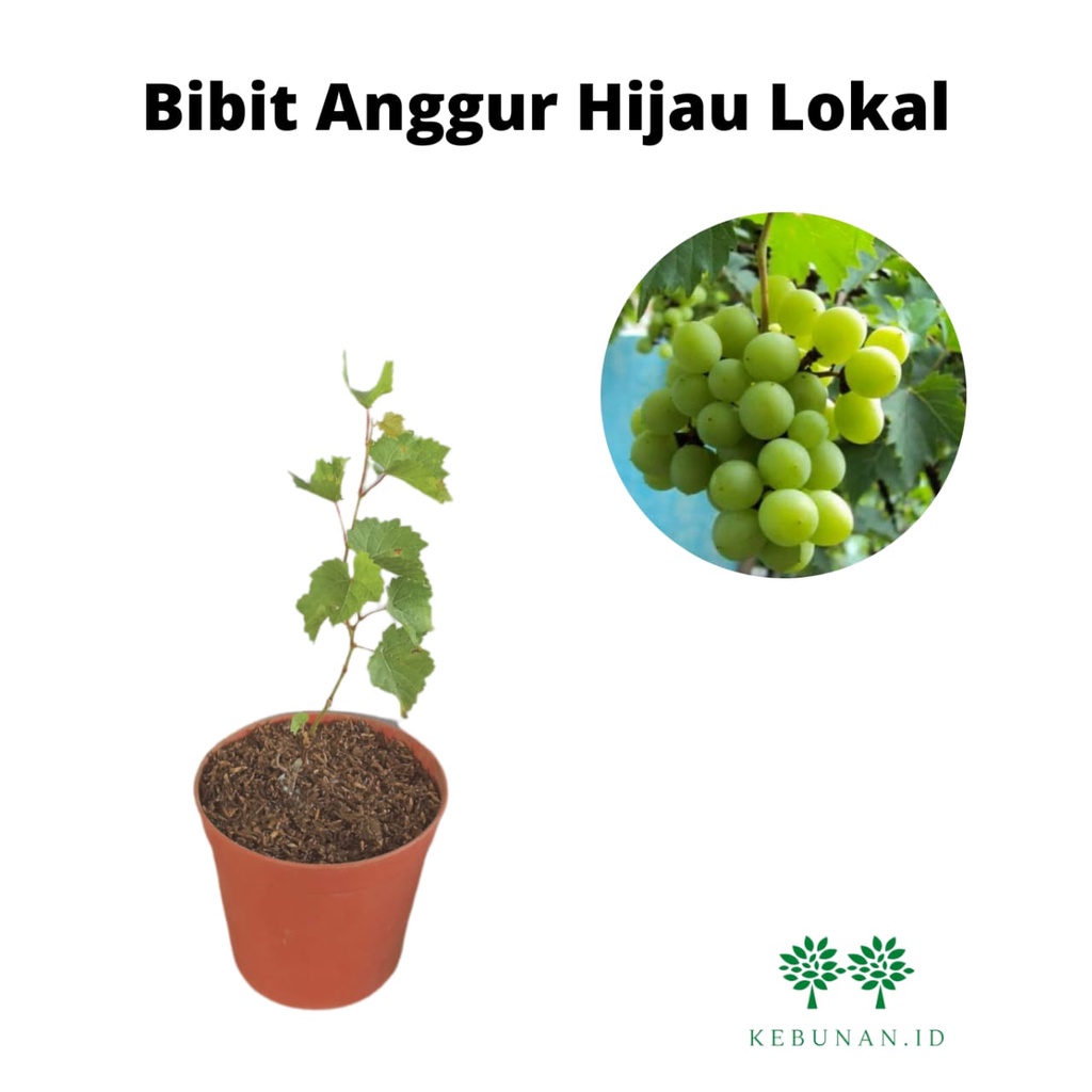 Bibit Anggur Hijau Lokal/Bibit Anggur Hijau