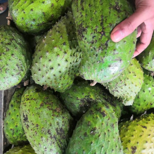 

SIRSAK BUAH