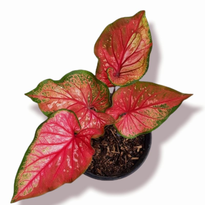 red clone ( tanaman hias caladium red clone ) bisa COD✅