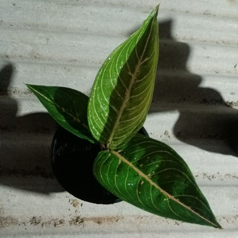 BUNGA AGLONEMA mutiara