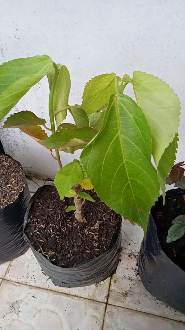 Bunga Drawf Acalypha Atau Ekor Kucing (pohon)