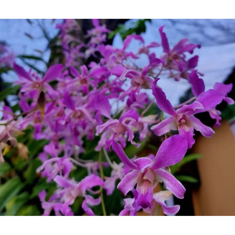 Dendrobium Superbiens
