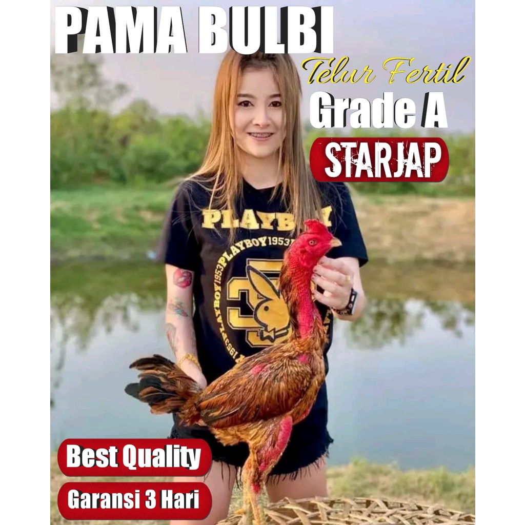 telur ayam bangkok super pama bulbi thailand