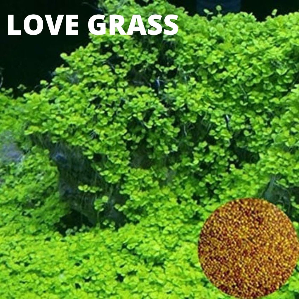 Carpet Seed Love Grass Bibit Benih Tanaman Aquascape / Tanaman Air / Love Grass Seed