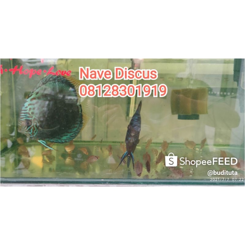 Burayak Discus 1,2 inch ( indukan blue turquis x mozaik)